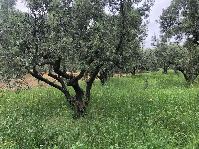 Şarköyde Işık Emlaktan Eriklice Mah De 2668 M2 Zeytinlik 5