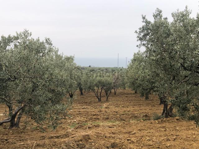 Şarköyde Işık Emlaktan Eriklice Mah De 23169 M2 M2 Zeytinlik 4