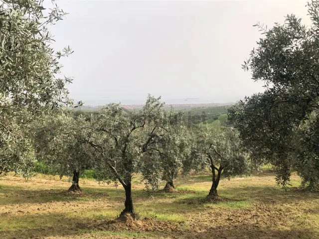 Şarköyde Işık Emlaktan İğdebağları Mah De 4477 M2 Zeytinlik 3