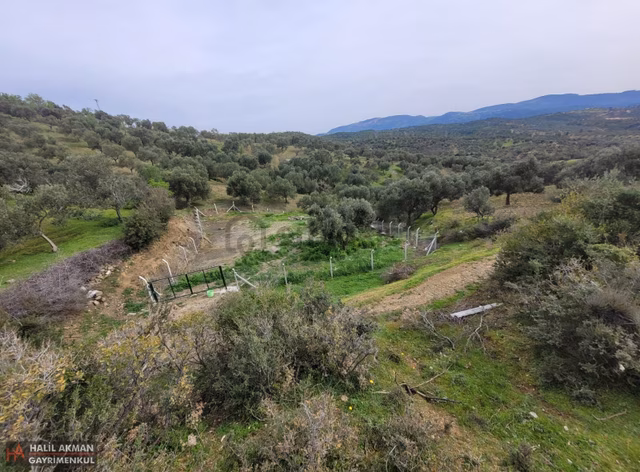 Akman'dan Havran'da 3 Yola Cepheli İmara Yakın Zeytinlik 1