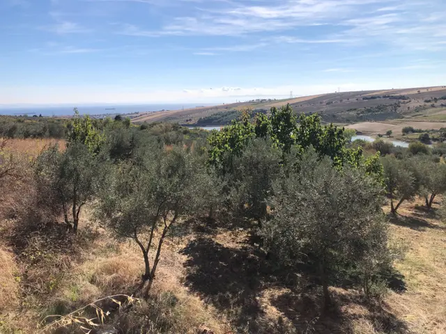 Şarköyde Işık Emlaktan Camikebir Mah De 19260 M2 Zeytinlik 3
