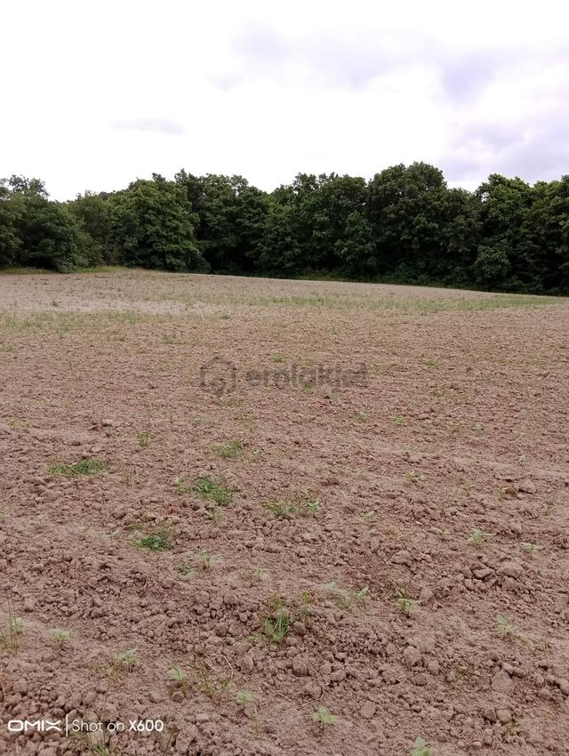 Tekirdağ Kapaklı Pınarça Da Satılık Tarla Mahalleye 500m Mesafe De Orman Manzaralı 4