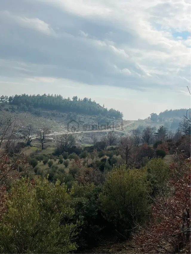 Türe Gayrimenkulden Gülnar Dedeler Mahallesinde 40 Dönüm Satılık Zeytin Bahçesi 4