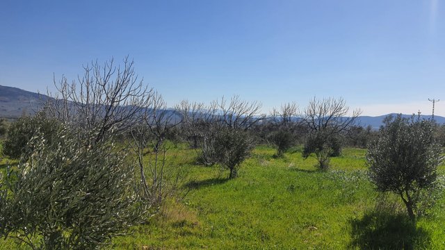 Torbalı Saipler'de Satılık Yatırımlık Verimli Zeytinlik