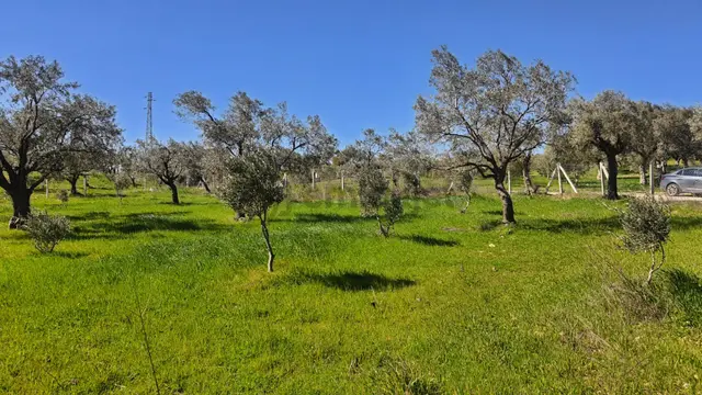 Torbalı Saipler'de Satılık Yatırımlık Verimli Zeytinlik 3