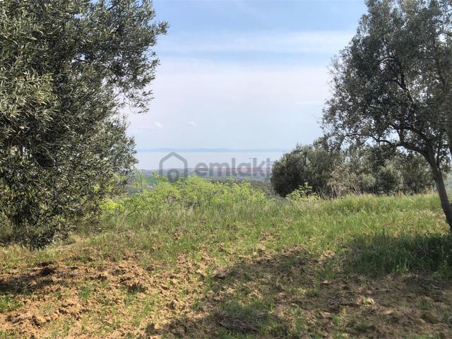 Şarköyde Işık Emlaktan İğdebağları Mah De 15000 M2 Zeytinlik 4