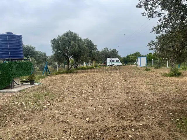 Kemalpaşa Aşağıkızılca Satılık 1010 M2 Tek Tapu Bahçe 1