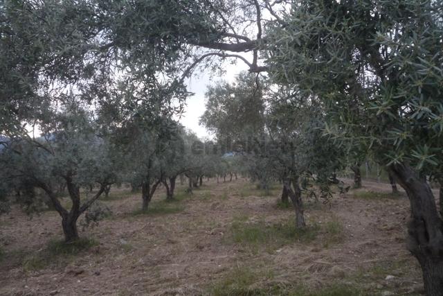 İzmir Torbalı Gold Emlaktan Satılık Zeytin Bahçesi 4