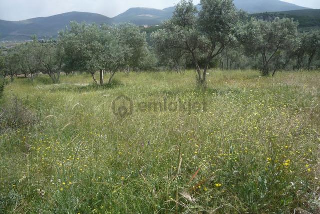 İzmir Torbalı Gold Emlaktan Satılık Zeytin Bahçesi 2