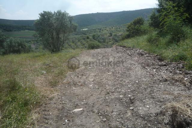 İzmir Torbalı Gold Emlaktan Satılık Zeytin Bahçesi 3