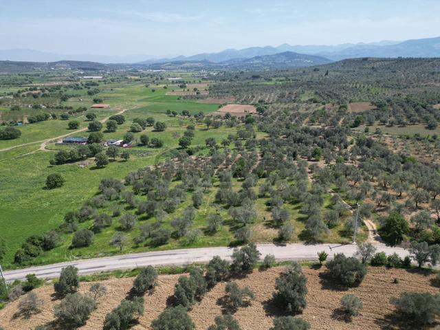 Burhaniye Ağacık'ta Asvalt Yola Cephe 6.300 M2 Zeytinlik 4