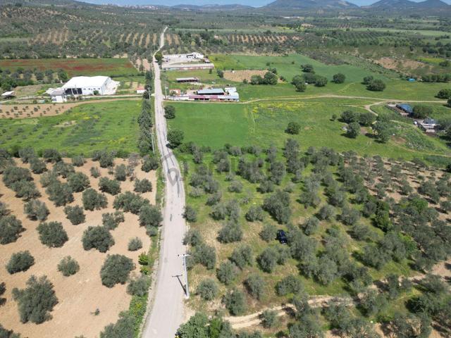 Burhaniye Ağacık'ta Asvalt Yola Cephe 6.300 M2 Zeytinlik 5