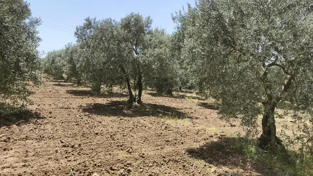 Dayıoğlu Mah 10 Dönüm Elektrik Su Mevcut Zeytinlik (emin'den) 4