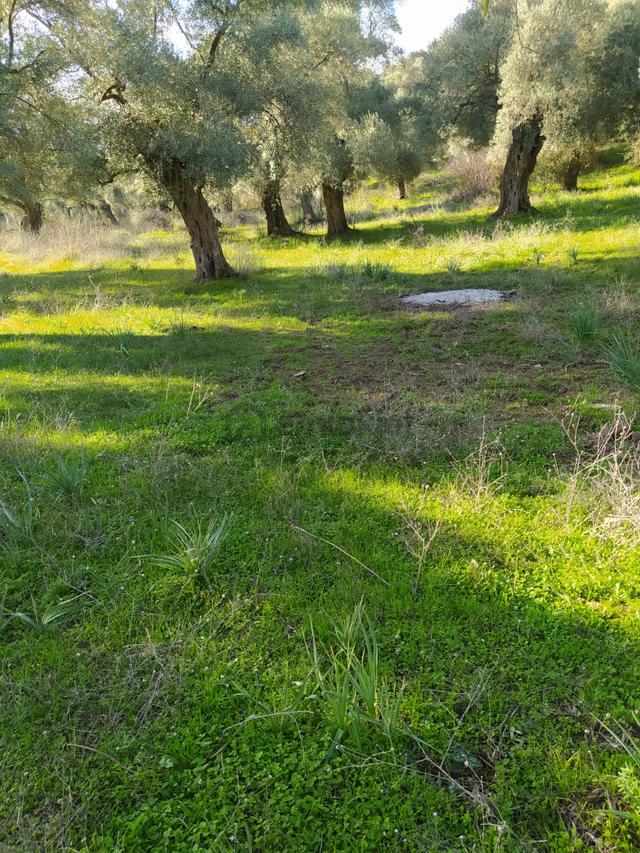 Muğla Milas Bafa Köyünde Satılık 3 Dönüm 222 Metrekare Zeytinlik 5