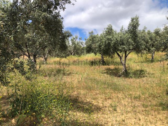 Şarköyde Işık Emlaktan Yukarıkalamış Mah De 2232 M2 Zeytinlik 4