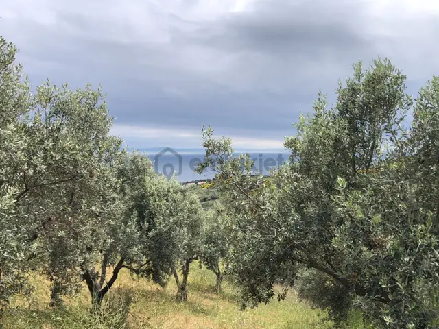 Şarköyde Işık Emlaktan Yukarıkalamış Mah De 2232 M2 Zeytinlik 3