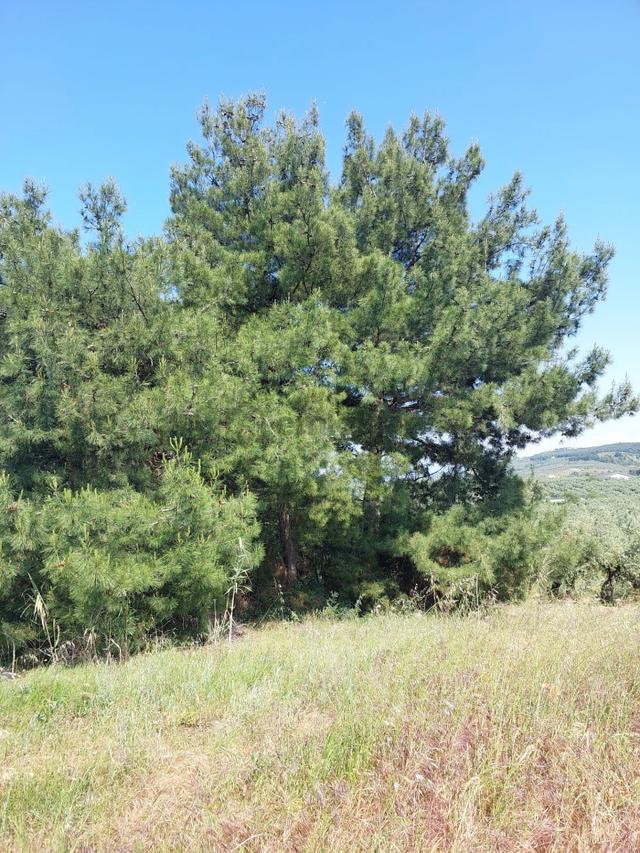 Bursa Mudanya Yörükali,de Satılık Denizmanzaralı 24.dönüm Zeytinlik 5