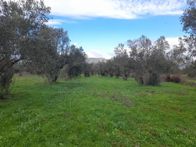 Bergama Göcbeyli'de Baraj Sulama Vanasına Çok Yakın. Bergama Yoluna 100 Metre Kupon Zeytinli Tarla 3