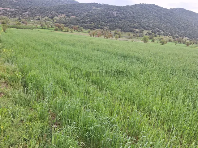 Asya Emlaktan Burdur Ağlasun Hisarköy De Satılık Fırsat Tarla 2