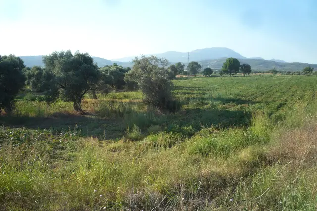 İzmir Torbalı Gold Emlaktan Satılık Meyve Bahçesi Ve Tarla 5