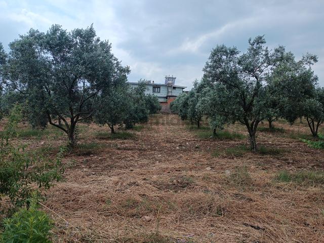 Torbalı Yeniköy'de Köy İçinde Kupon Zeytinlik 3