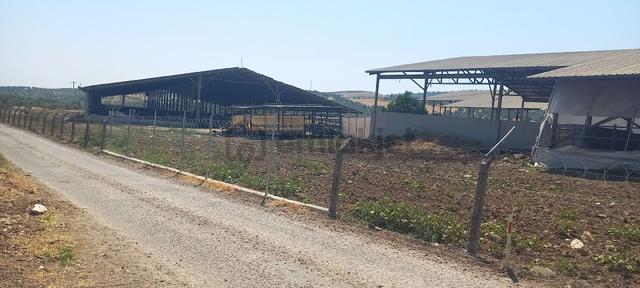 İzmir Foça Ilıpınar'da Asvalt Yola Cepheli Elektirik Olan Bölgede Zeytinlik 4