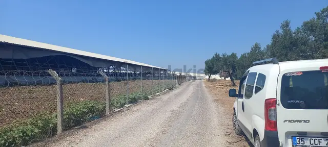 İzmir Foça Ilıpınar'da Asvalt Yola Cepheli Elektirik Olan Bölgede Zeytinlik 2