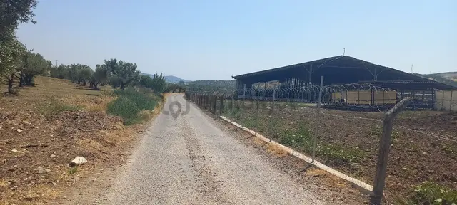 İzmir Foça Ilıpınar'da Asvalt Yola Cepheli Elektirik Olan Bölgede Zeytinlik 3