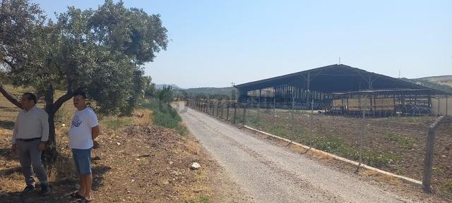 İzmir Foça Ilıpınar'da Asvalt Yola Cepheli Elektirik Olan Bölgede Zeytinlik 5