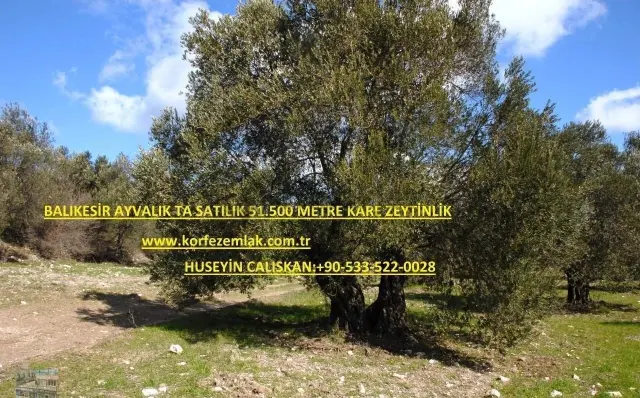 Balıkesir Ayvalık Ta Satılık 51,500 Metre Kare Zeytinlik. 3