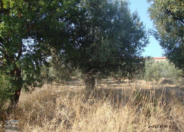 Ayvalık Cunda Da Satılık 3,7 Dönüm Zeytinlik 3