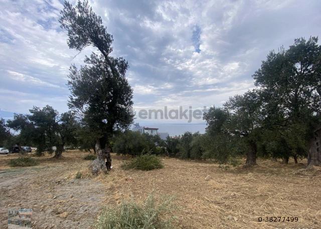 Balıkesir Burhaniye De Satılık 865 Metre Kare Villa İmarlı Arsa.deniz Manzaralı 5