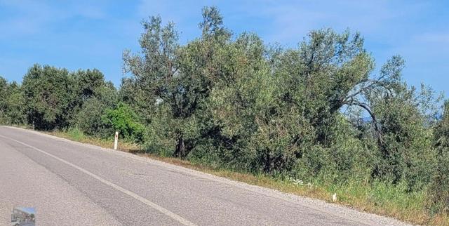Balıkesir Gömec Karaagac Ta Satılık 21,216 Metre Kare Zeytinlik. 3