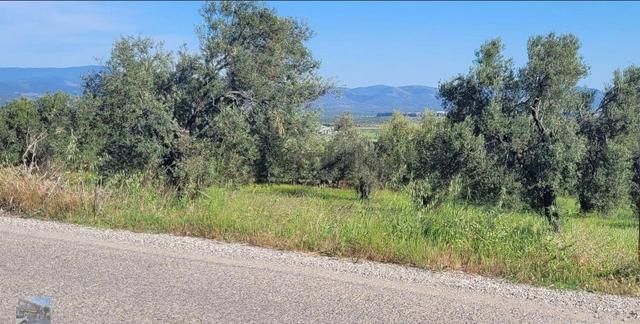 Balıkesir Gömec Karaagac Ta Satılık 21,216 Metre Kare Zeytinlik. 2