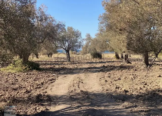 Balıkesir Ayvalık Sakarya Da Satılık 18 Donum Zeytinlik.yola Cepheli. 2