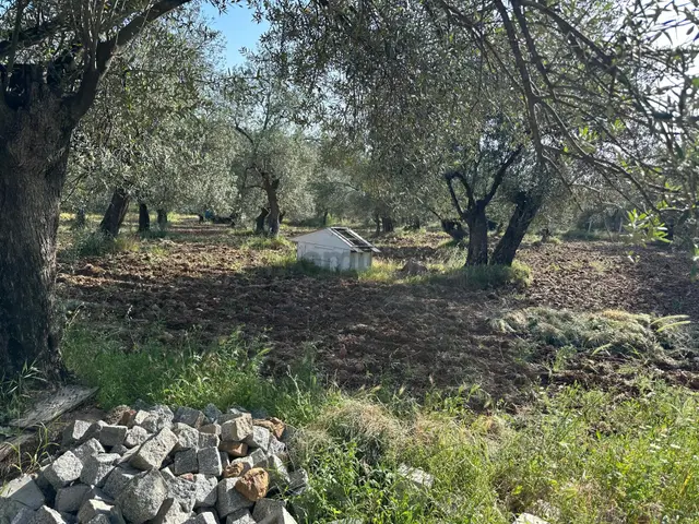 Premar Ayvada'dan Ayvalık Fethiye'de 3.5 Dönüm Bakımlı Zeytinlik 3