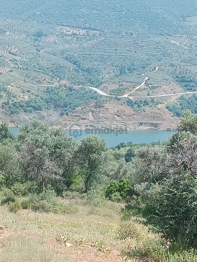 Doğa Gayrimenkul'den İzmir'de Kaçırılmayacak Baraj Manzaralı Zeytinlik 1