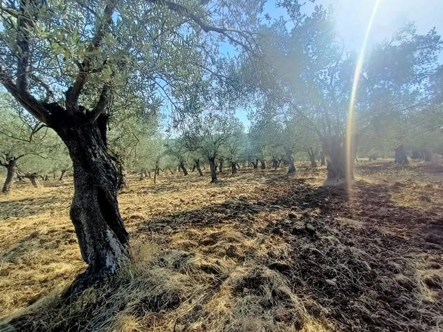 Uygar Gayrimenkul Havran Hamambaşı Mah Satılık 2850 M2 Zeytinlik 3