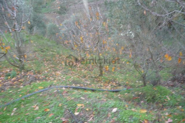İzmir Torbalı Gold Emlaktan Satılık Meyve Bahçesi 5