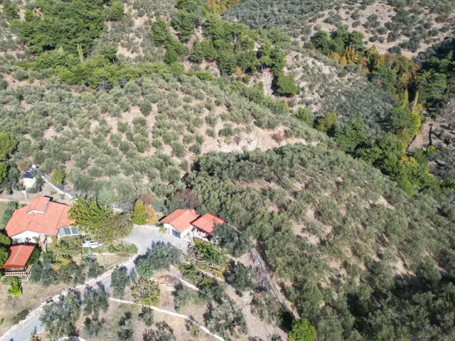 Poyraz Gayrimenkul'den Kavlaklar'da Deniz Manzaralı 20dönüm Zeytinlik 3