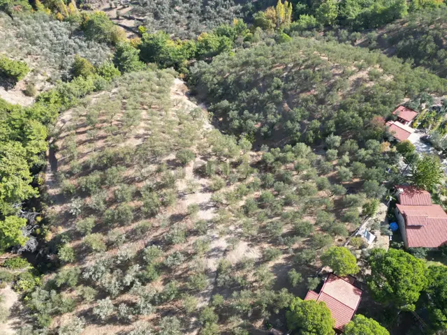 Poyraz Gayrimenkul'den Kavlaklar'da Deniz Manzaralı 20dönüm Zeytinlik 5