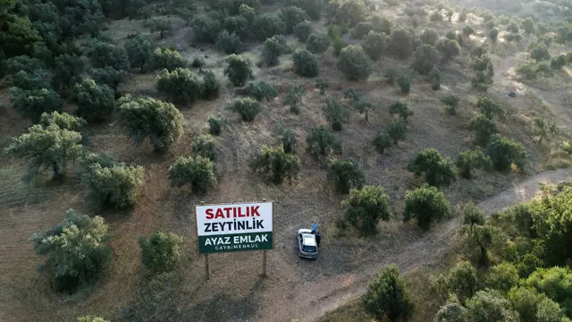 Bergama Tekkedere Mahallesinde Satılık Müstakil Zeytinlik 2