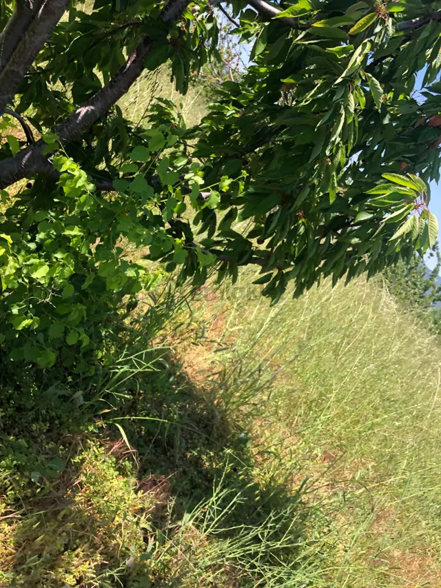Tekirdağ Şarköy Çınarlı Da 3000 Metre Bağ Tapulu Kiraz Bahçesi 3