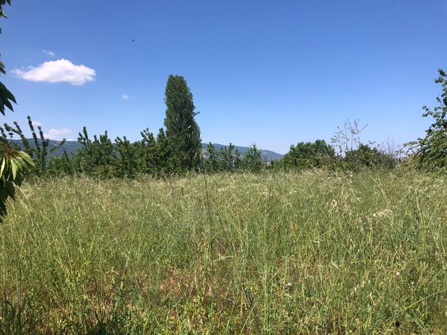 Tekirdağ Şarköy Çınarlı Da 3000 Metre Bağ Tapulu Kiraz Bahçesi 5