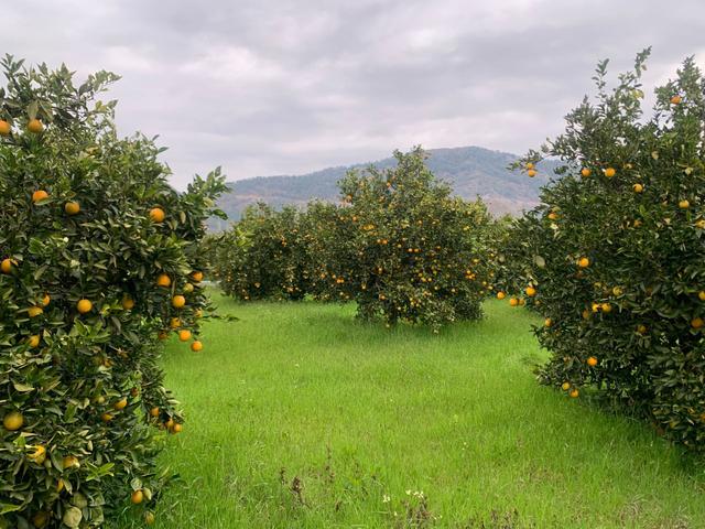 Ortaca Ekşiliyurtda 1084 M2 İmarlı Kelepir Arsa Satılık 2