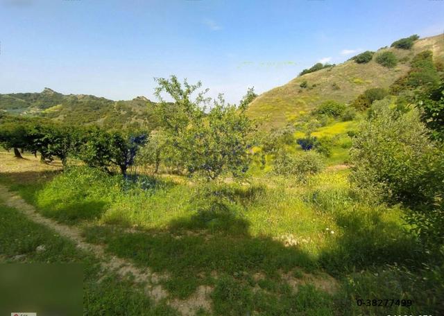 Manisa Turgutlu Dalbahçe Mh 8834m2 Meyve Bahçesi 5