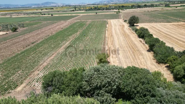 Bergama Kurfallı Da Çanakkale Asfaltına Sıfır Satılık Tarla 2
