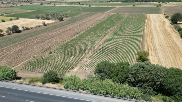 Bergama Kurfallı Da Çanakkale Asfaltına Sıfır Satılık Tarla 3