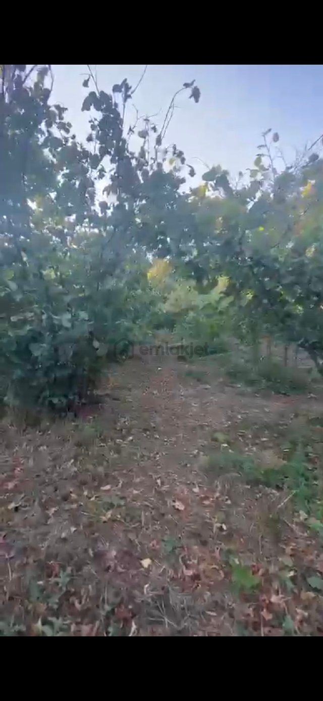 Fındık Bahçesi 3.440m2 Mustakil Parsel Fındık Bahçesi 3.440m2 Mustakil Parsel