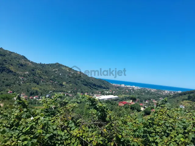 Bulancak Pazarsuyu Satılık 5 Dönüm Fındık Bahçesi Bulancak Pazarsuyu Satılık 5 Dönüm Fındık Bahçesi